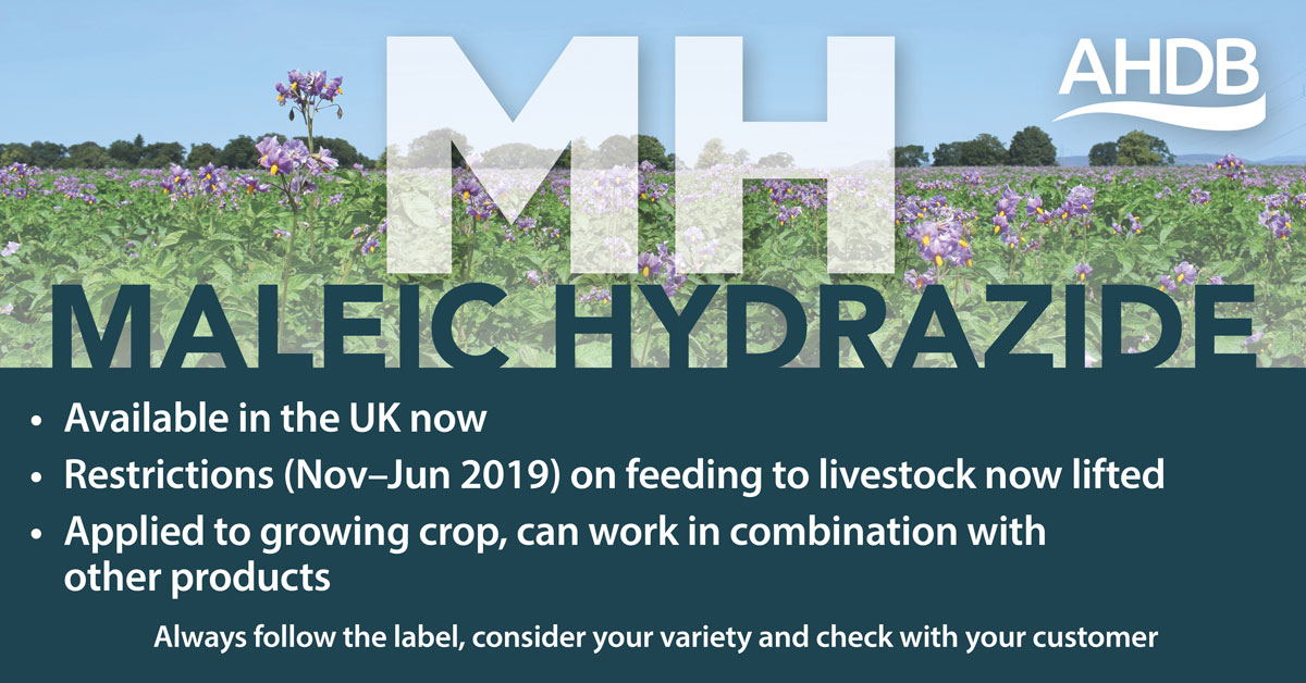 AHDB. MALEIC HYDRAZIDE.